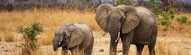 South Africa, Botswana and Victoria Falls (Group 1)