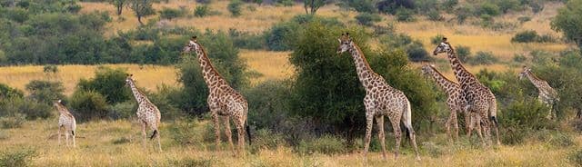 South Africa, Botswana and Victoria Falls (Group 2)
