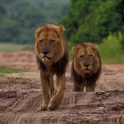 South Africa, Botswana and Victoria Falls (Group 2)